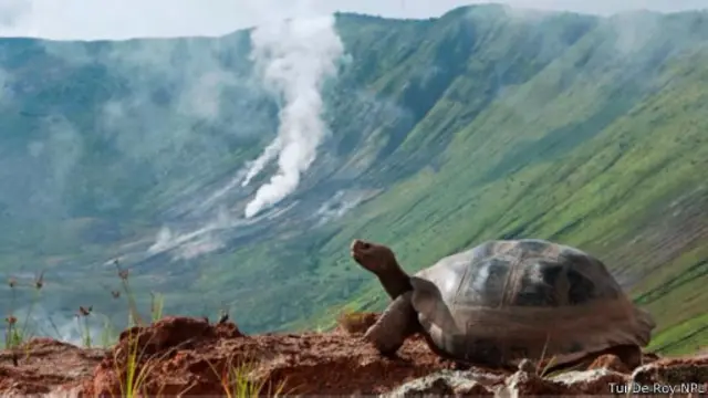 إحدى سلاحف غالاباغوس العملاقة