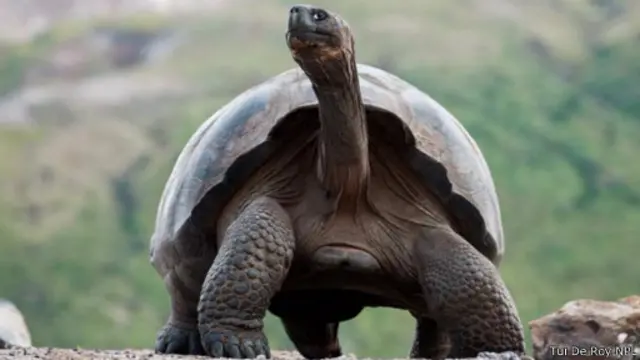 قد تكون السلاحف العملاقة بطيئة، لكن ربما تكون أكثر ذكاءاً مما يتخيله معظم الناس 