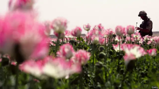 Британский солдат патрулирует маковое поле. 2006 год