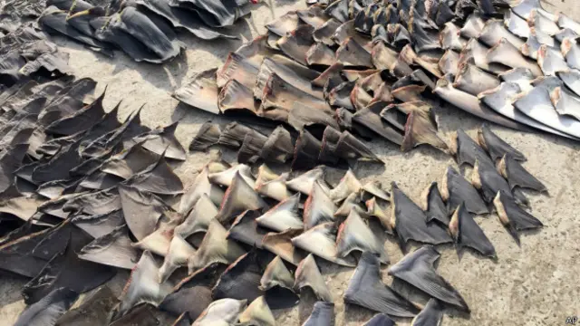 ecuador, táfico, aletas, tiburón, asia