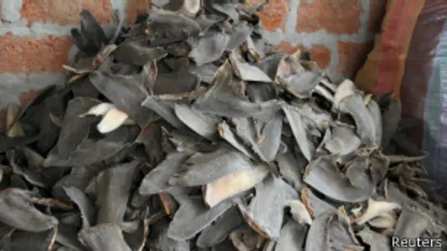 ecuador, táfico, aletas, tiburón, asia