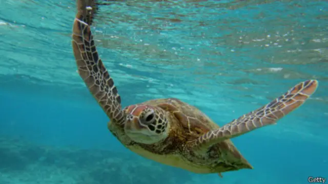 Океани - колиска життя