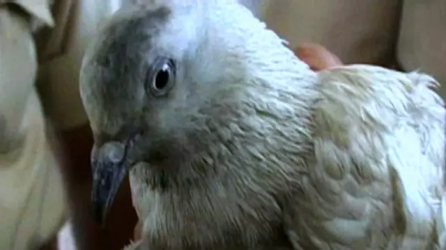  راکیش کوشل کےمطابق ابھی ایسے کوئی شواہد نہیں ملے ہیں جن کی بنیاد پر اس کبوتر کو جاسوس کہا جا سکے