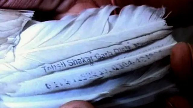 کبوتر کے پروں پر تحصیل شکر گڑھ، ضلع ناروال لکھا ہوا ہے