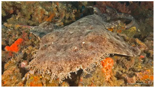 hiu wobbegong