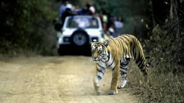 Тигра в парке Рантамбор
