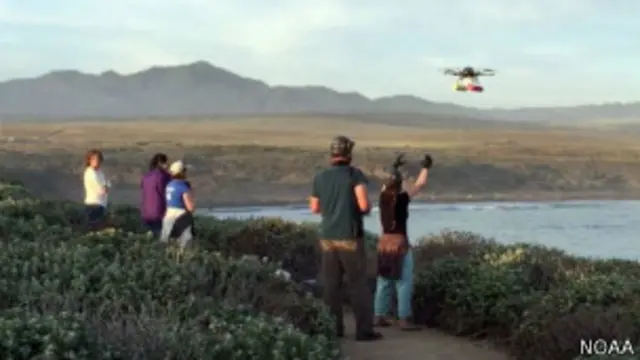 Los investigadores solían utilizar binoculares para contar a las ballenas y sus crías.