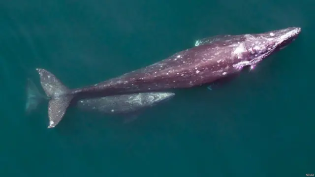 Las ballenas grises pueden llegar a pesar más de 30.000 kilos.