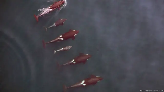 El equipo del doctor Durban también ha utilizado drones para observar ballenas asesinas.