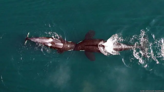 Los drones permiten una nueva mirada al comportamiento de los animales. En esta imagen dos ballenas asesinas juguetean con sus hocicos.