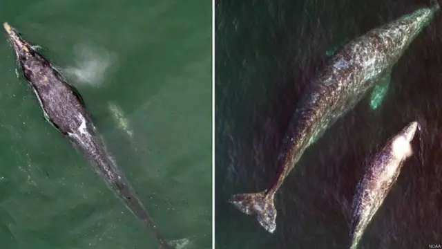 La cantidad de grasa es crucial para sobrevivir. La madre de la izquierda quizás no tenga suficientes reservas para poder alcanzar el Ártico mientas amamanta a su cría.