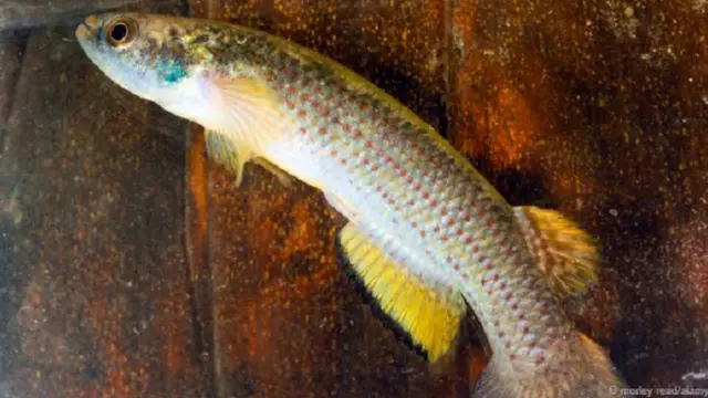 واحدة من أسماك "ريفولو سارتي" التي تعيش في الإكوادور