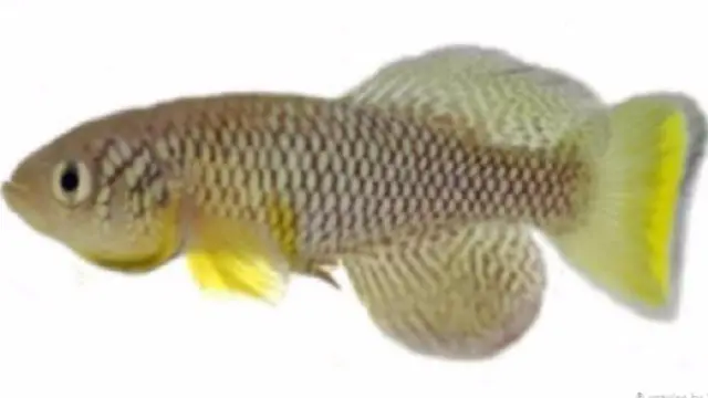 هذه السمكة واحدة من أقصر الفقاريات عمرا في العالم 