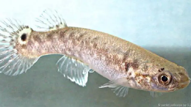 سمكة كيليفيش المنجروفية هو النوع الوحيد من الفقريات المخنثة التي يمكن أن تخصب نفسها بنفسها وتولد أفرادا متماثلين من الناحية الجينية