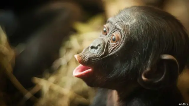 جس چیز نےگارنر کو سب سے زیادہ حیرت زدہ کیا وہ تھی ان کی بولی