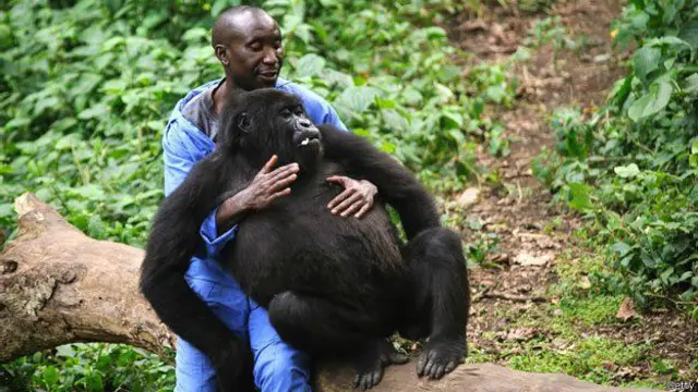 بندروں کے ماہر رابرٹ سپالسکی کا کہنا ہے کہ تجربات سے معلوم ہوتا ہے کہ یہ بندروں کی صلاحیت نہیں بلکہ انسانوں کی نقل اترانا ہے