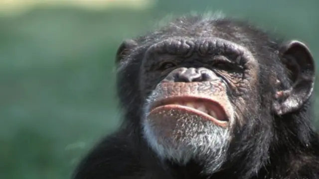 மனிதர்களுக்கு வரும் சில நோய்கள் விலங்குகளுக்கும் வரக்கூடும்