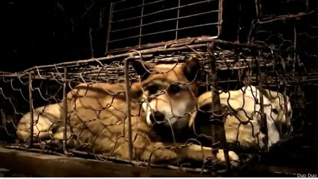 مغربی سوشل میڈیا کی ویب سائٹوں پر تو یولن کے میلے کی مخالفت کی جا رہی ہے تاہم چین میں مقبول ویب سائٹ ویبو پر رائے منقسم ہے