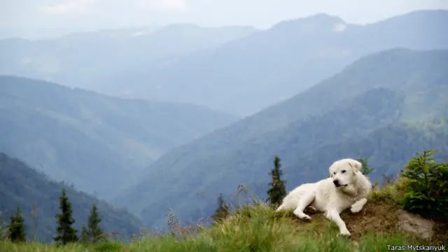 Собака в Карпатах