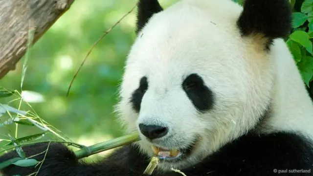 大熊猫99%的食物都是竹子(图片来源：Paul Sutherland)