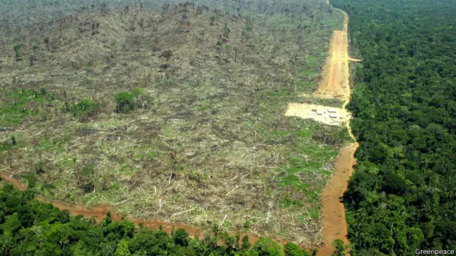 जंगल की कटाई से होने वाले नुकसान की भरपाई नई पेड़ों को लगाने भर से नहीं होगा.