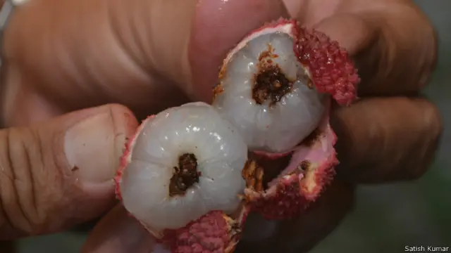 बिहार मुज़फ़्फ़रपुर, लीची