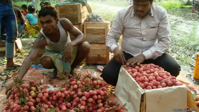 बिहार मुज़फ़्फ़रपुर, लीची