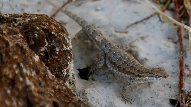 Lagartija de costados manchados