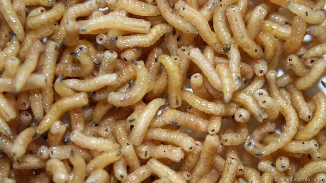 Мушиные личинки занимаются поглощением мягких тканей