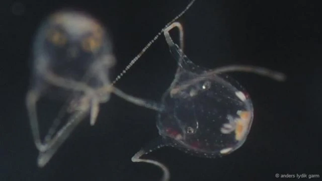 تنجذب الذكور والإناث إلى بعضها البعض عن طريق إشارات كيميائية.