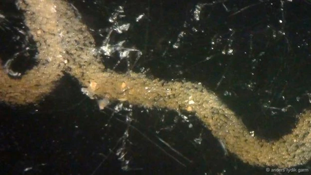 شريط من بويضات قنديل البحر المخصبة