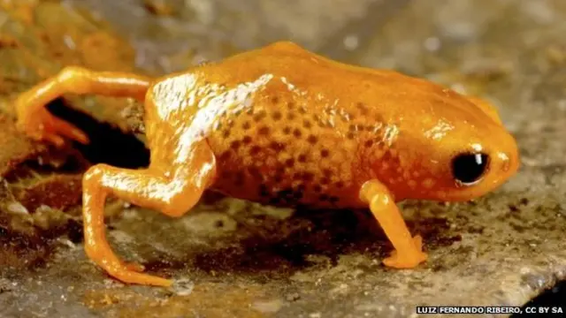 Foto: Luiz Fernando Ribeiro