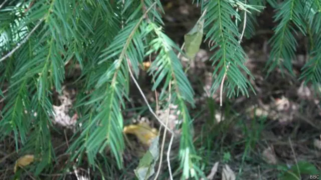 بیرمی جس کا سائنسی نام ٹیکسس ویلیچیانا ہے، دنیا کے دیگر پہاڑی علاقوں کی طرح خیبر پختونخوا کی گلیات، سوات، اور گلگت میں بھی پایا جاتا ہے