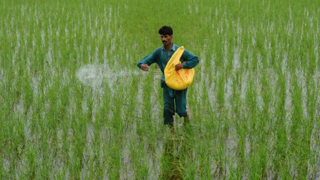 درجۂ حرارت میں اضافے سے پاکستان میں فصلوں پر منفی اثرات مرتب ہو رہے ہیں جس سے ملک میں خوراک کے بحران کے حوالے سے شدید خطرات لاحق ہیں