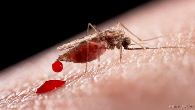 Alémrobo aviator pixbetestarem mais resistentes, mosquitos são 'manipulados' pelo parasita causador da malária