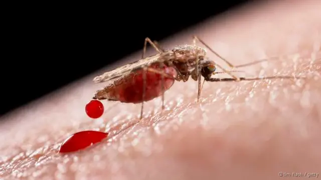 Além de estarem mais resistentes, mosquitos são 'manipulados' pelo parasita causador da malária