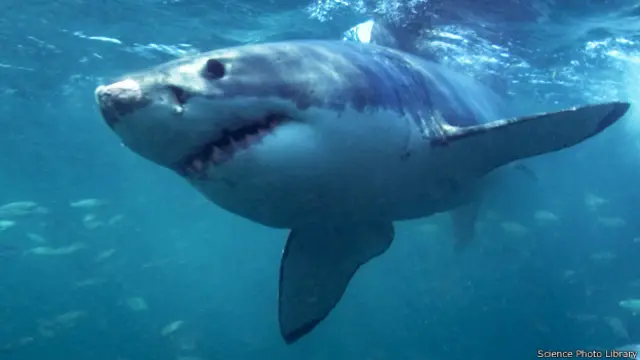 Gran tiburón blanco