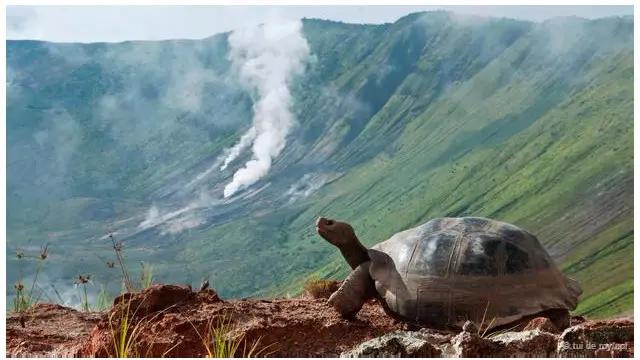 Một con rùa giống Galápagos