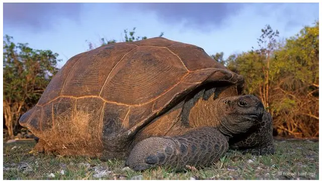 Một con rùa Aldabra