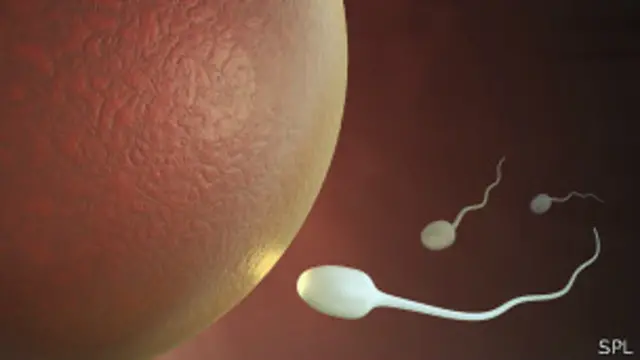 Ovario siendo fecundado