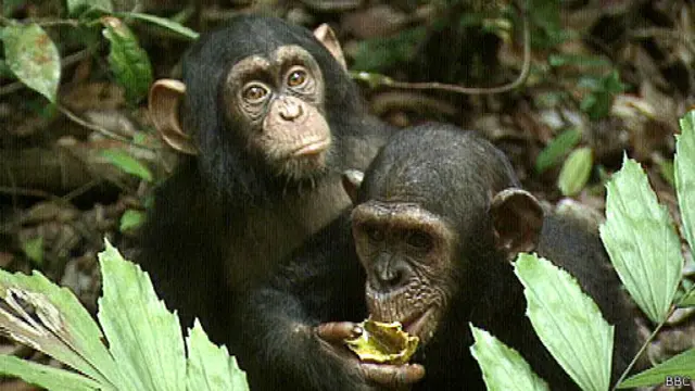 شرابخواری شامپانزه ها در محیطی آرام و حتی دوستانه صورت میگیرد
