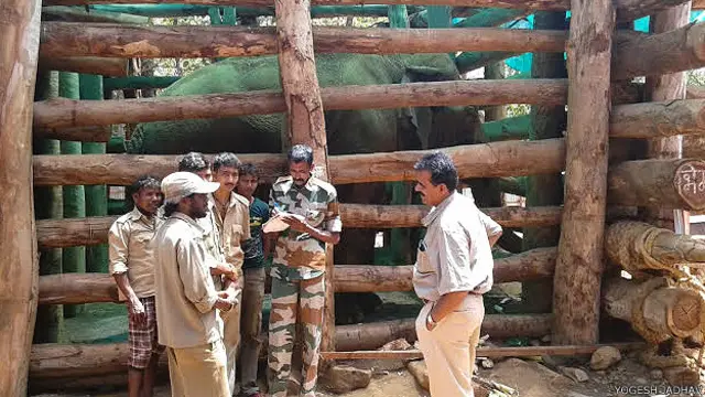 जंगली हाथी