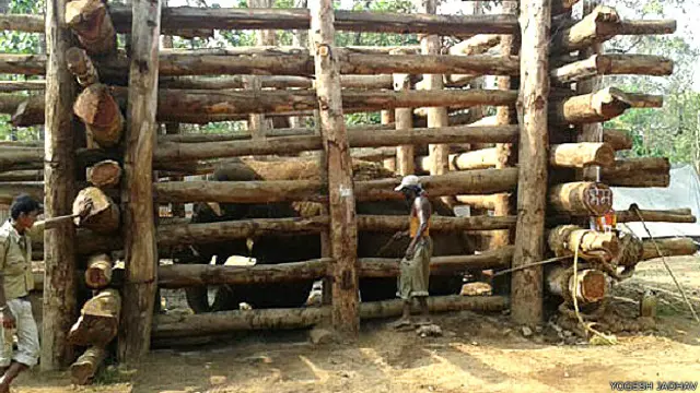 जंगली हाथी 