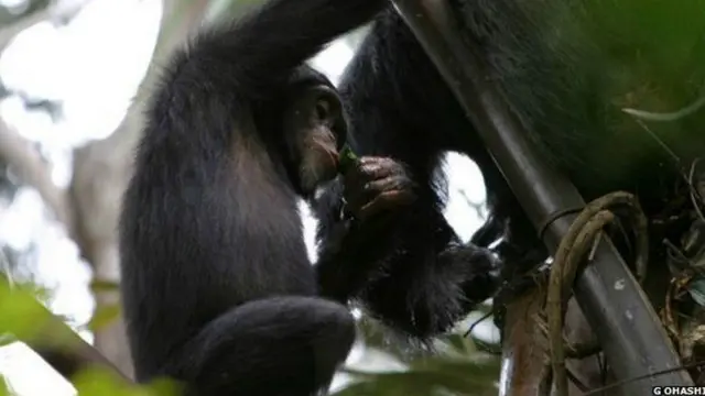 Selon l'étude, des chimpanzés escaladent les palmiers afin de boire la sève fermentée.