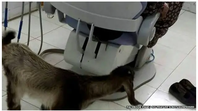 تظهر بعض الصور حيوانات يتجولون في المستشفيات