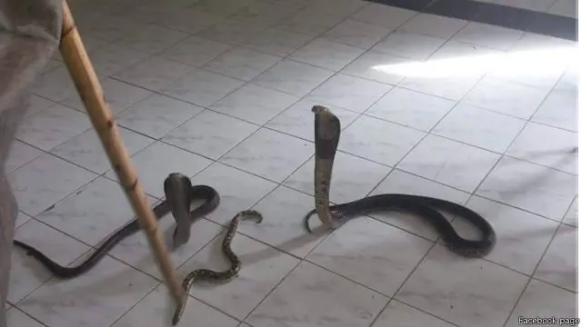 وهذه الثعابين