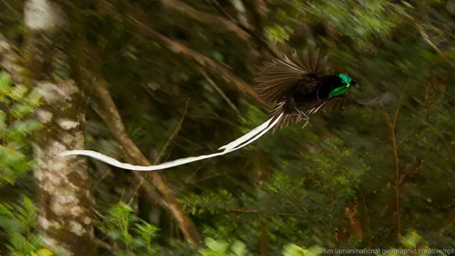 Длина хвоста самцов лентохвостой астрапии из семейства райских птиц может достигать одного метра в длину