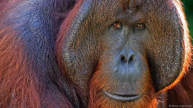 самки орангутана предпочитают самцов с большими жировыми наростами-подушками на щеках