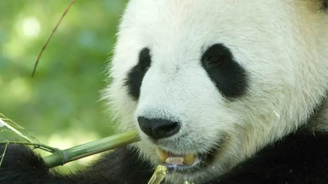 پانڈے ریچھ کی دیگر نسلوں کے مقابلے میں بہت کم توانائی خرچ کرتے ہیں