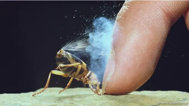 Escarabajo bombardero